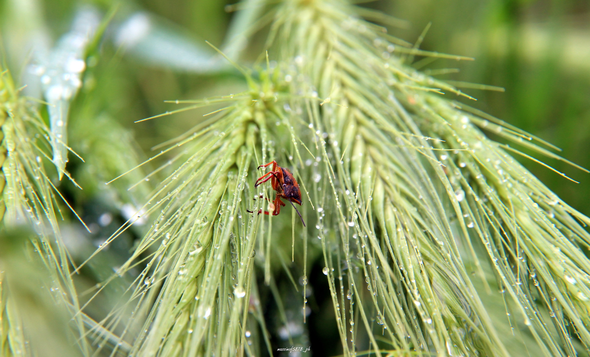 On the spikes after the rain