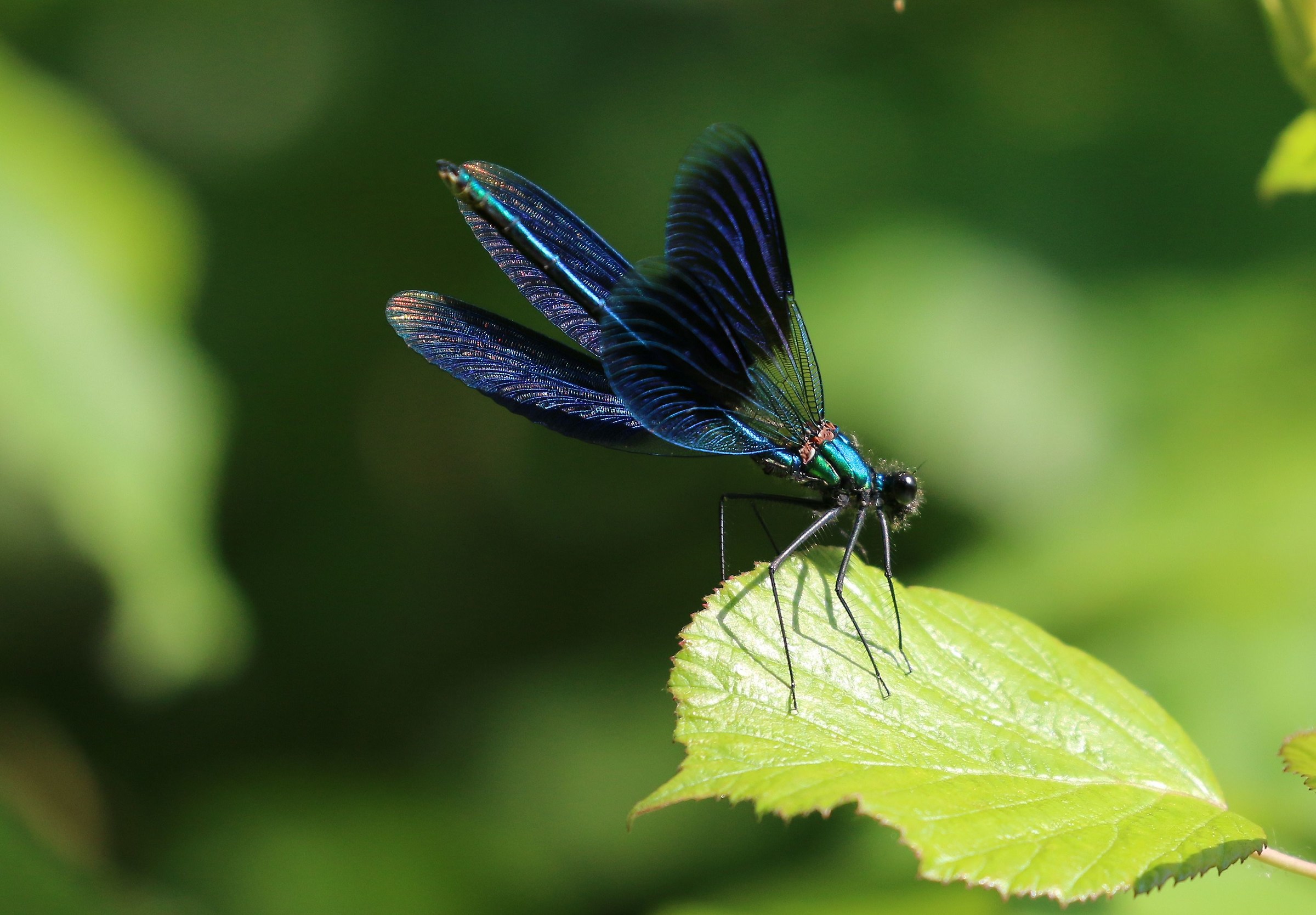 Un fior di libellula!