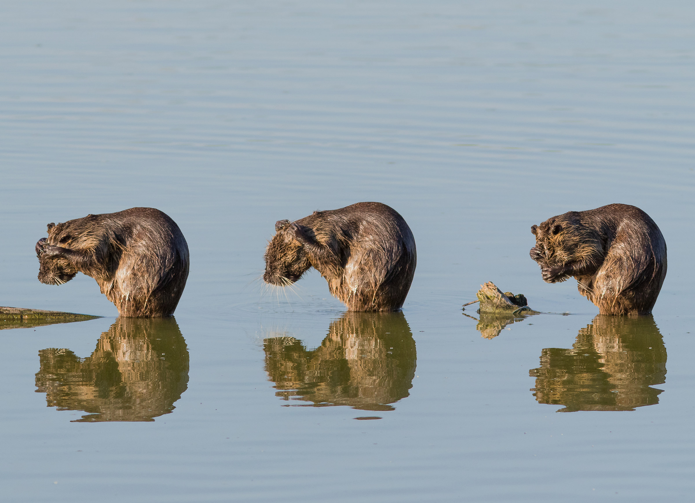 I do not see I do not feel I do not speak