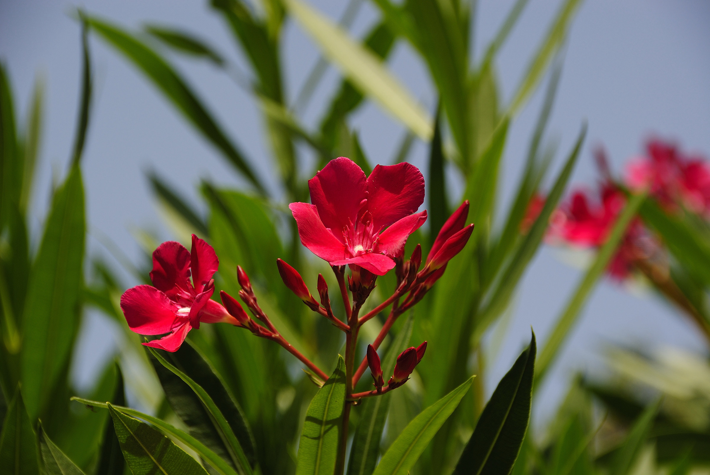 Oleander
