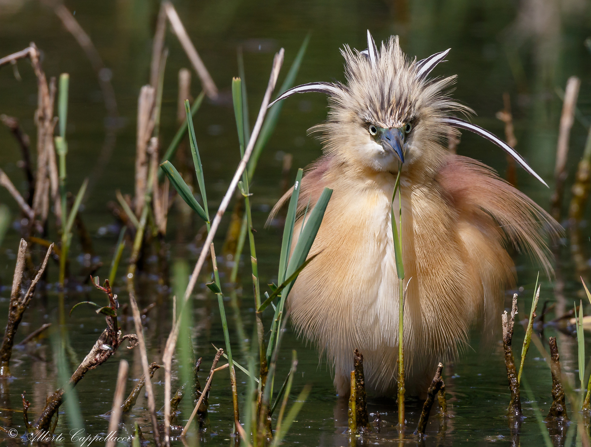 Sgarza ciuffetto arrufata
