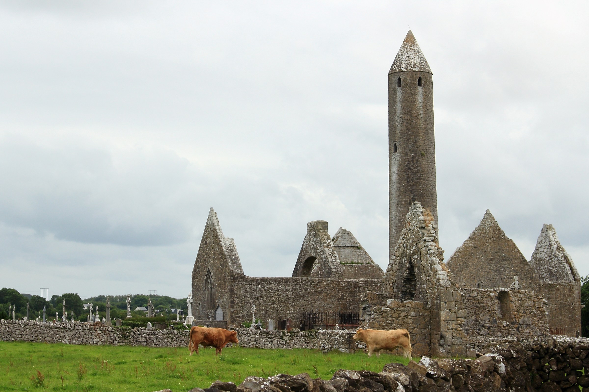Each field ... is grazing in Ireland