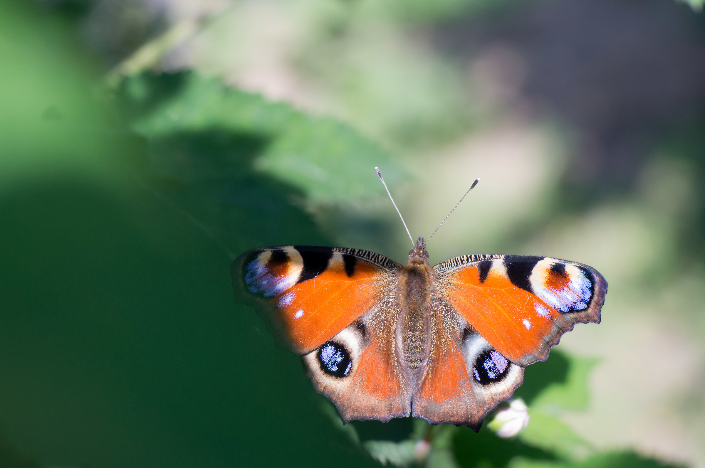 Largo! I have a tan !!