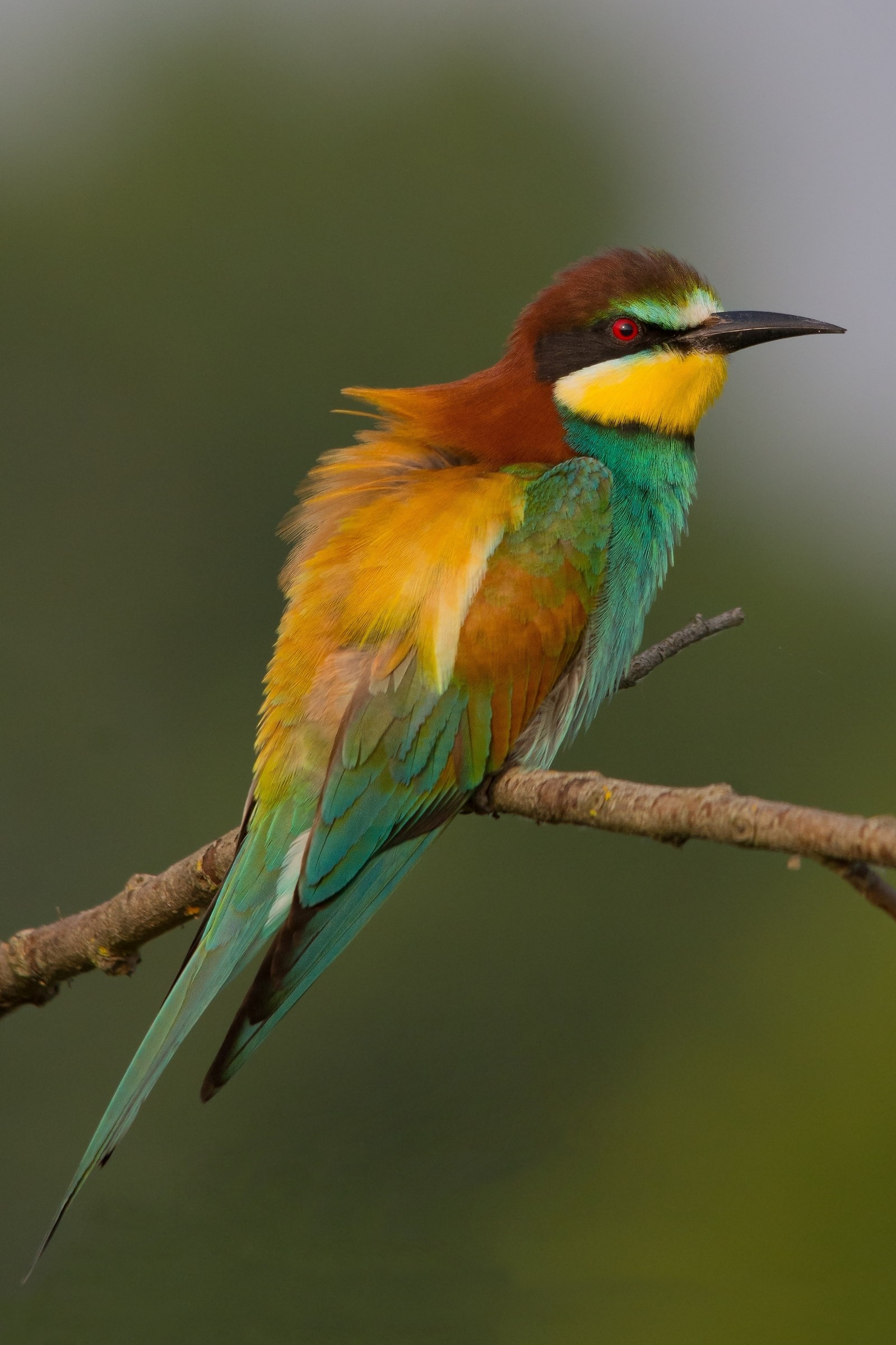 Bee Eater