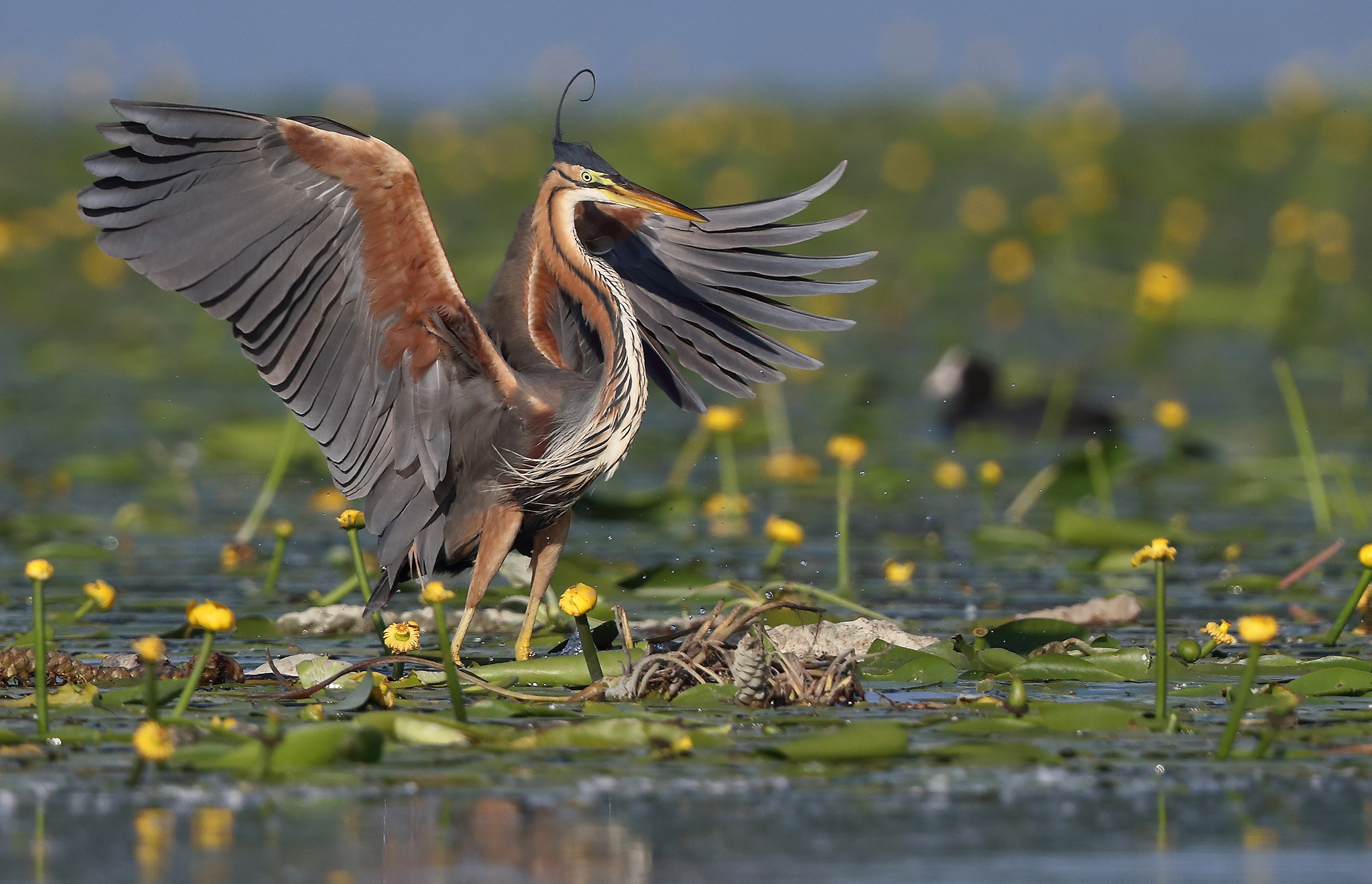 Il rosso e il giallo 2