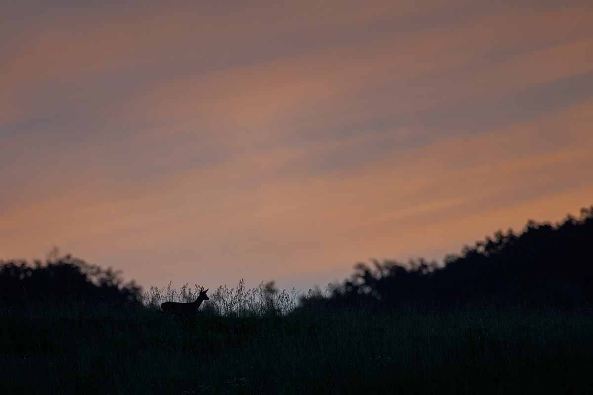 Sulla cresta tra una forcella