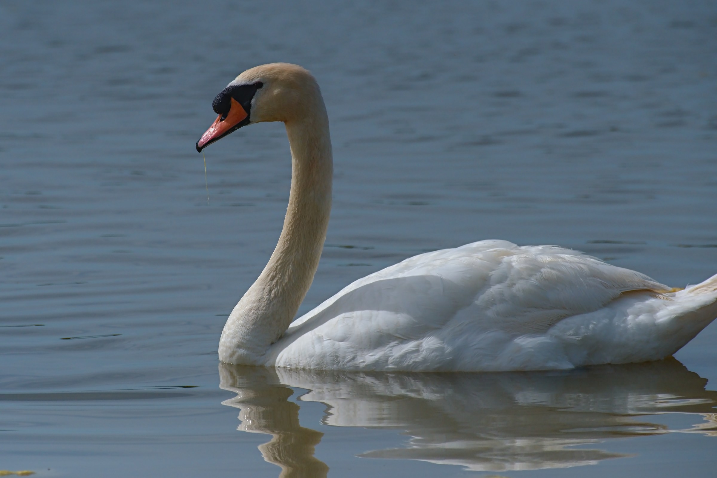 Swan