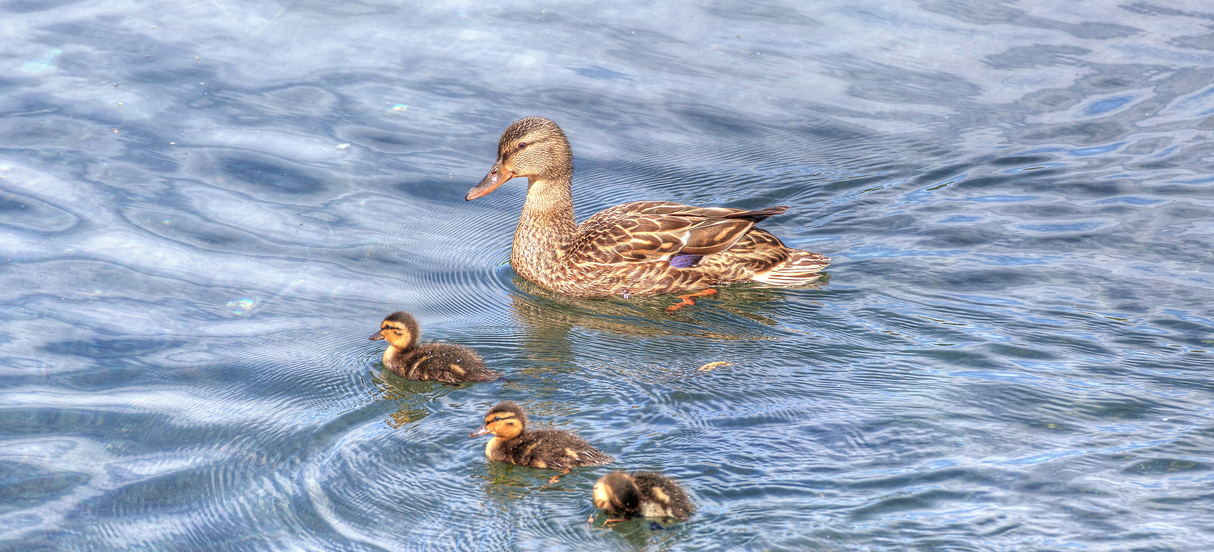 Classic duck from amateur