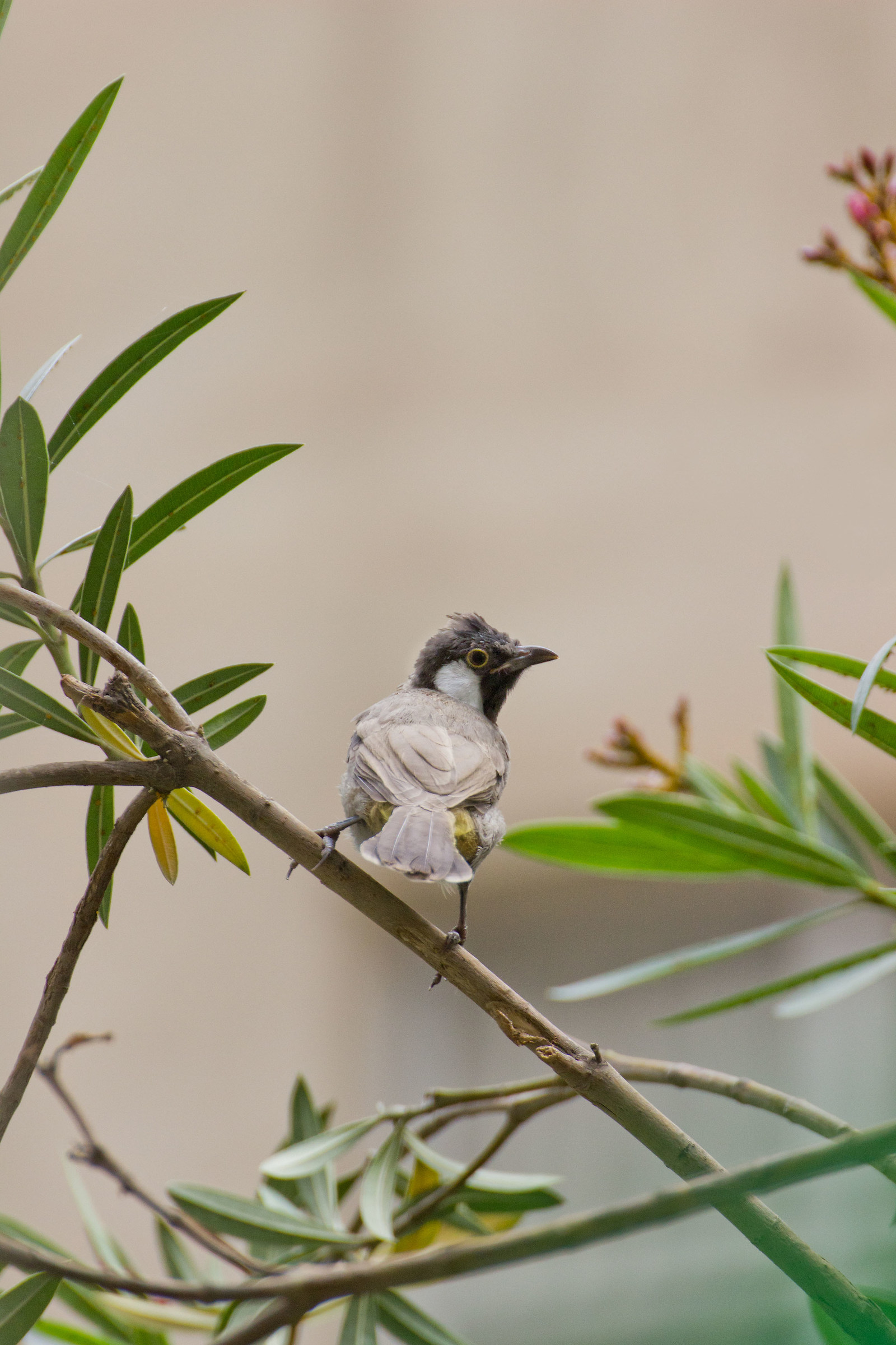 White-eared Bulbul