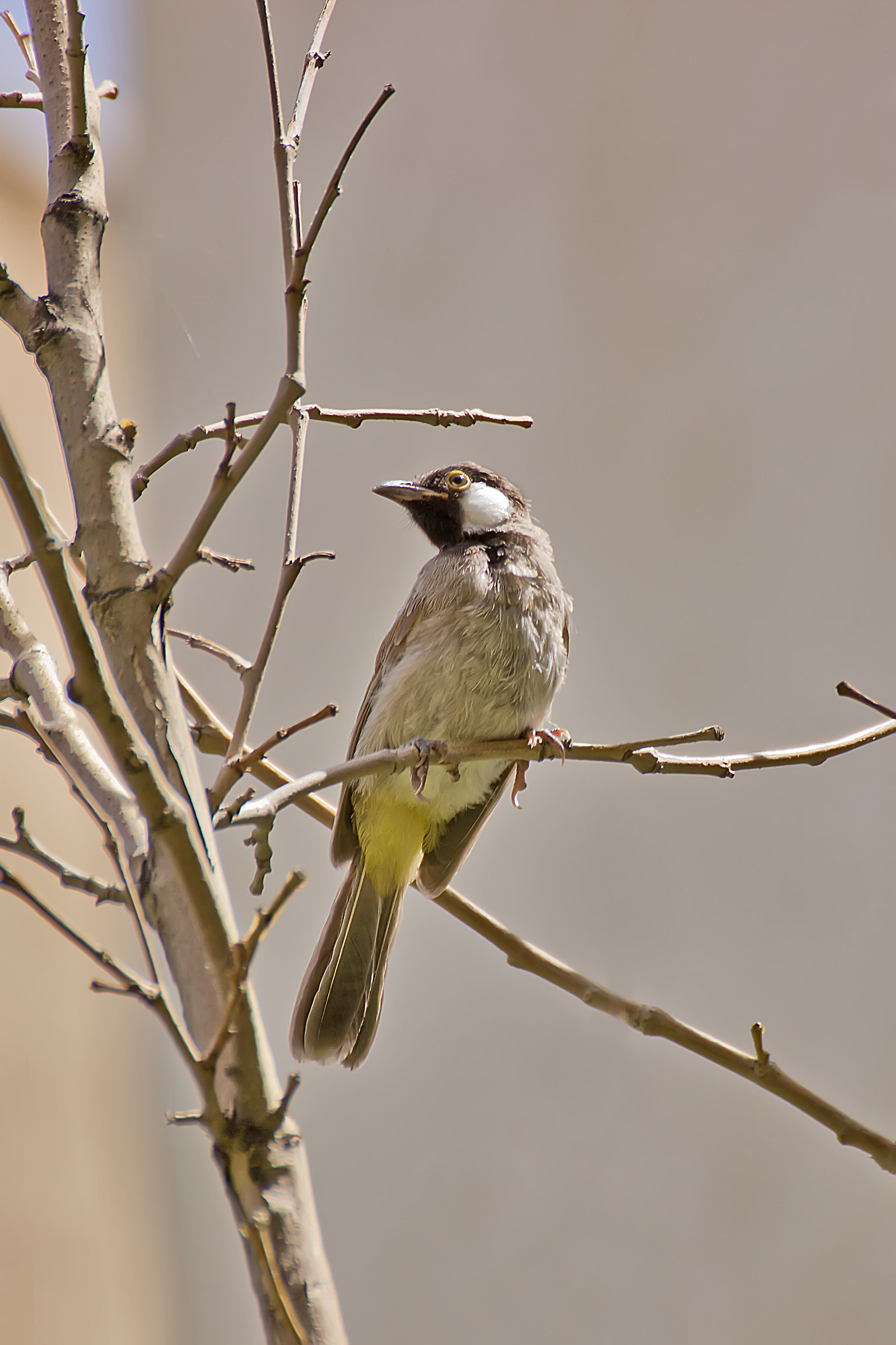 White-eared Bulbul (Pyclonotus leucotis)