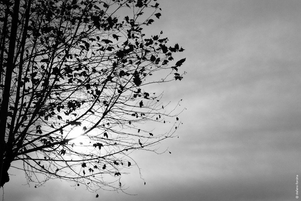 Foglie in controluce