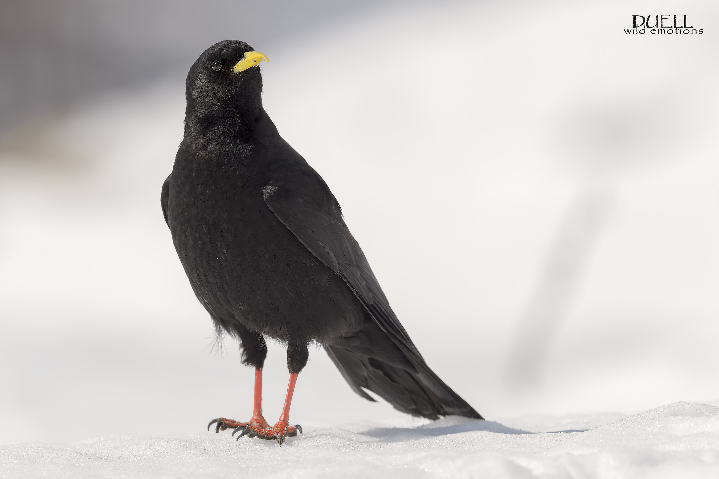 Alpine chough 2