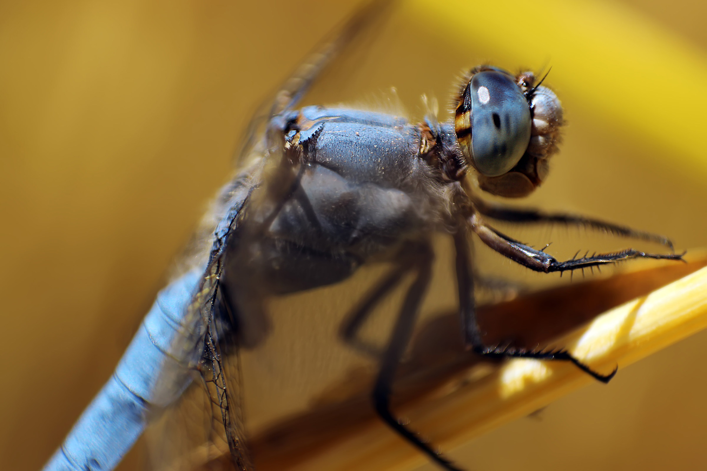 Blue Dragonfly