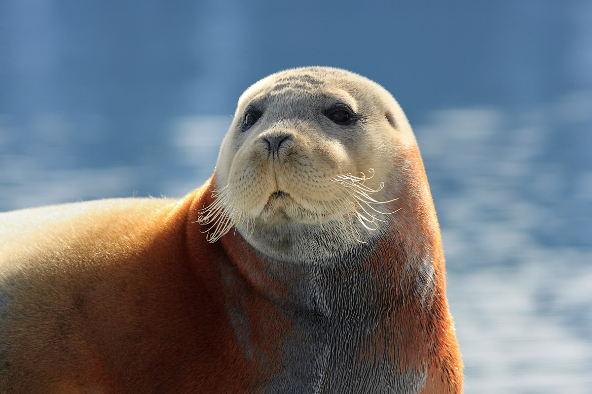 Bearded seal