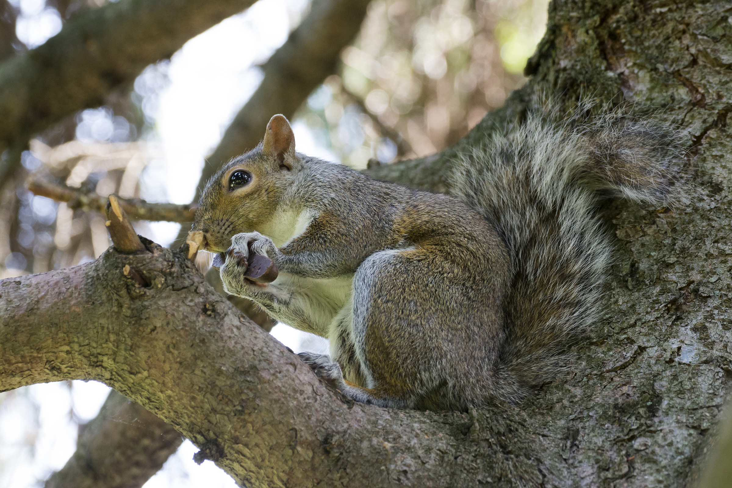 Squirrel at the Parco del Valentino