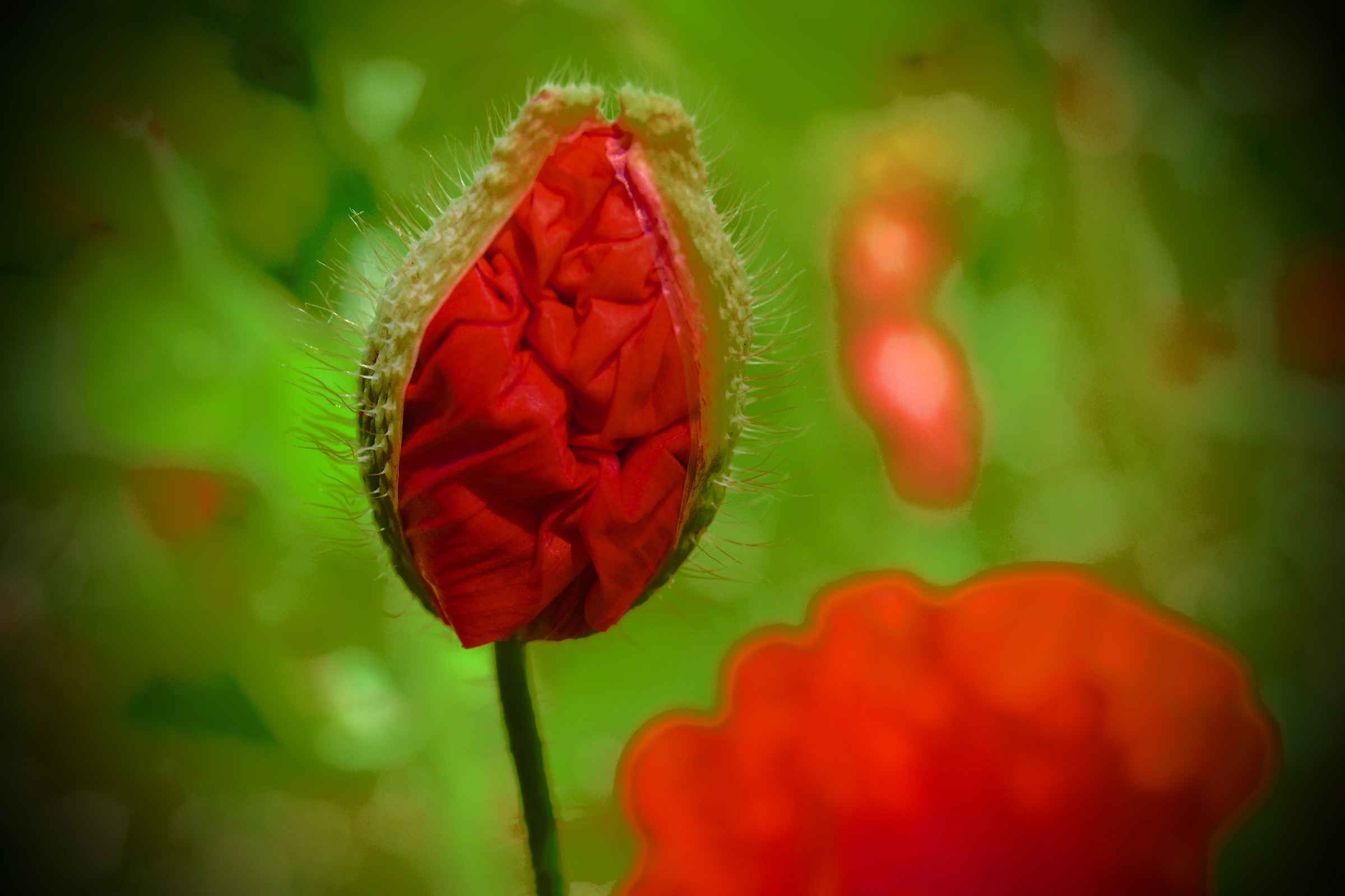 And a bit of 'bloom .....