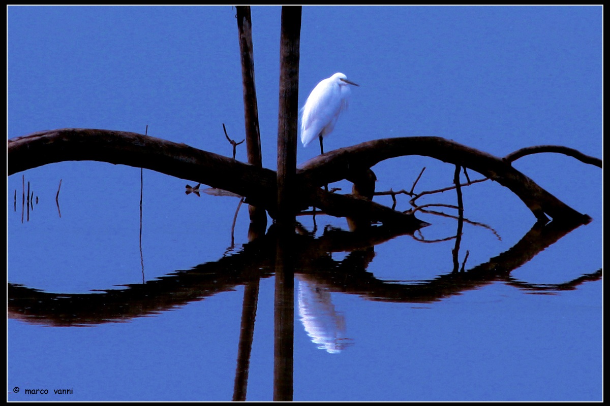 Egret