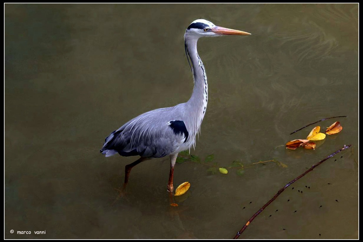 Heron