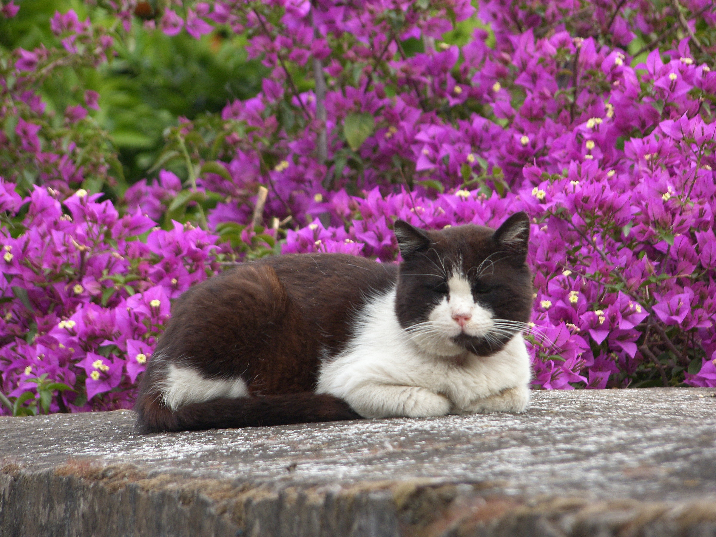 Sarchiapone, micio piacione