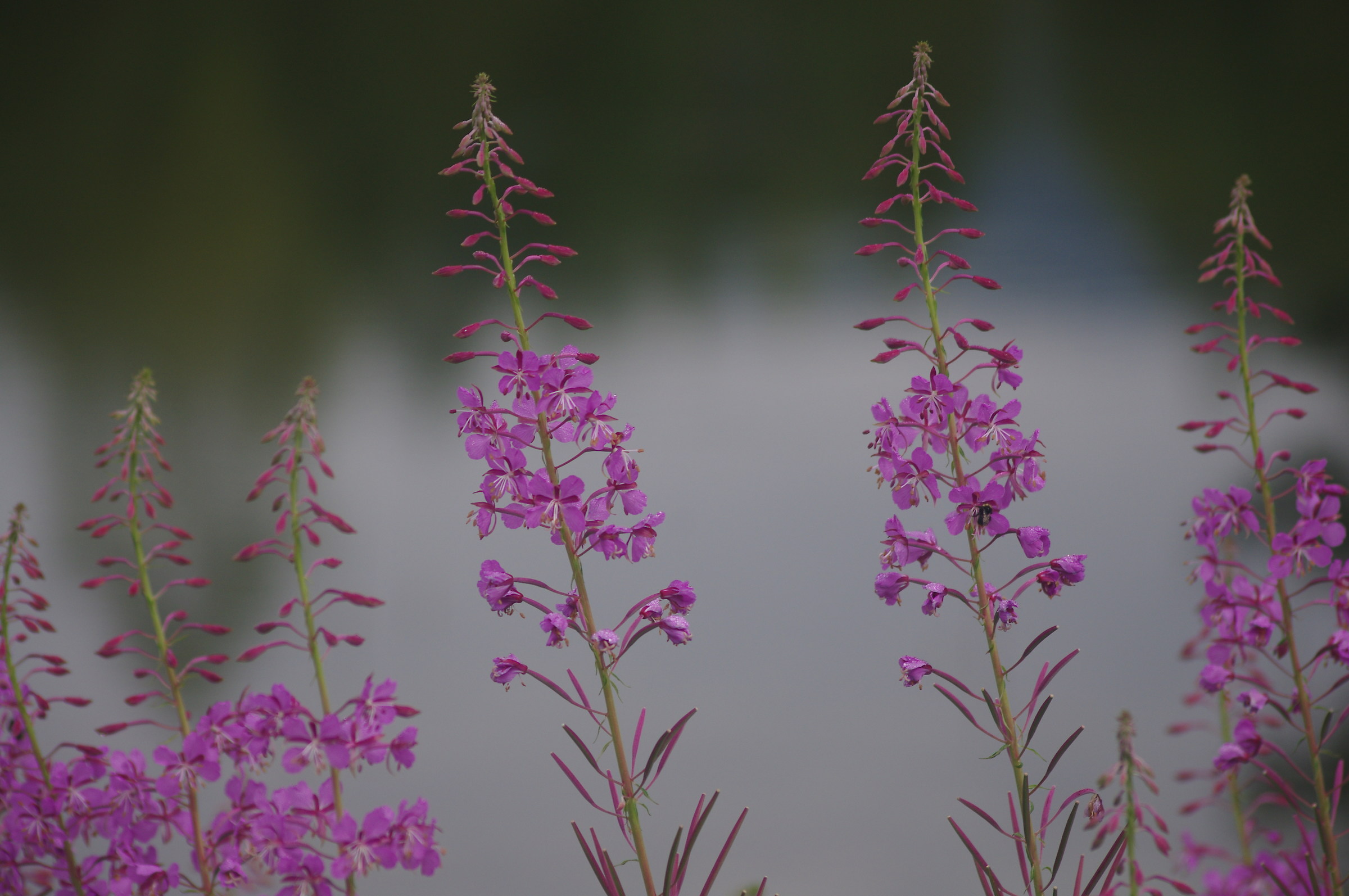 Flowers to Lake Dobbiaco