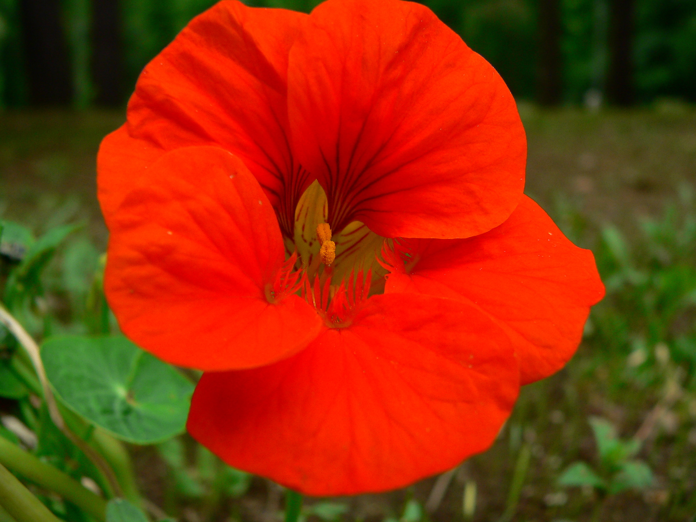 With a beautiful flower I refer eyes