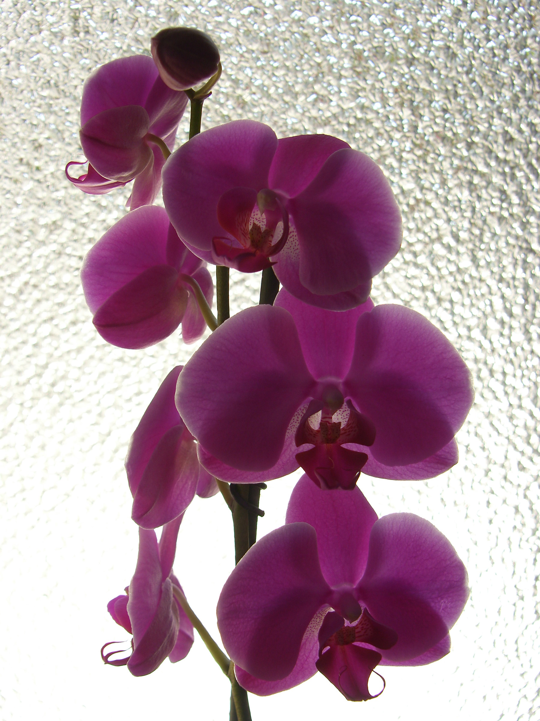 Orchidee in controluce