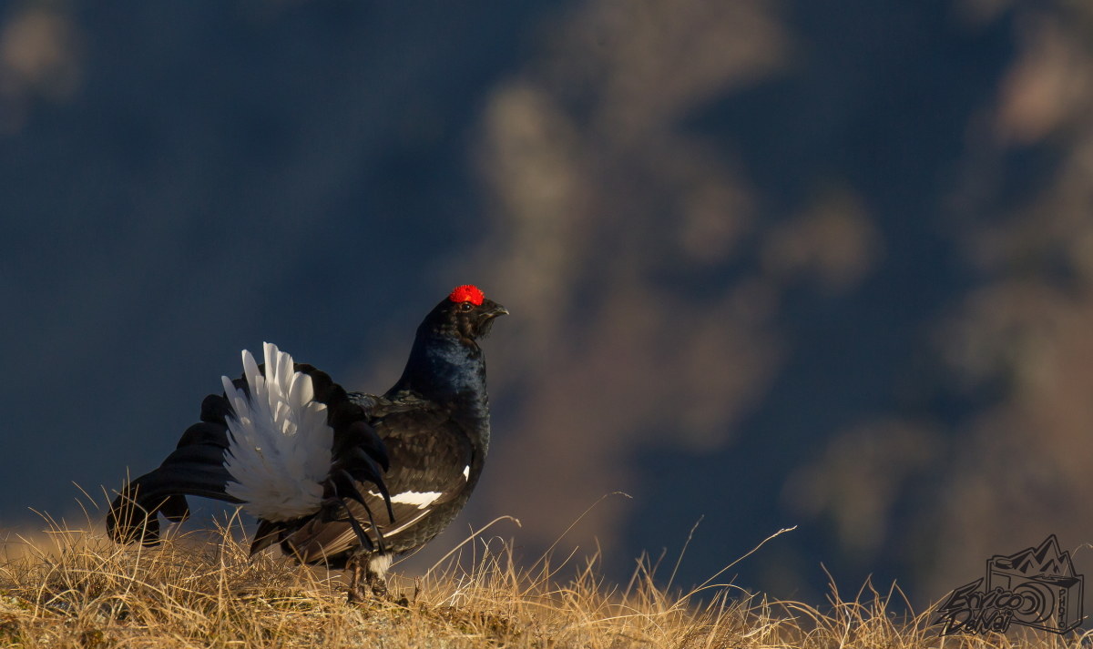 That day on the alp of grouses