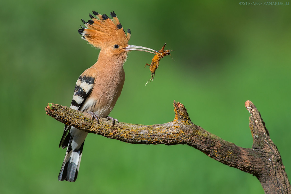 l 'Hoopoe and the mole cricket ...