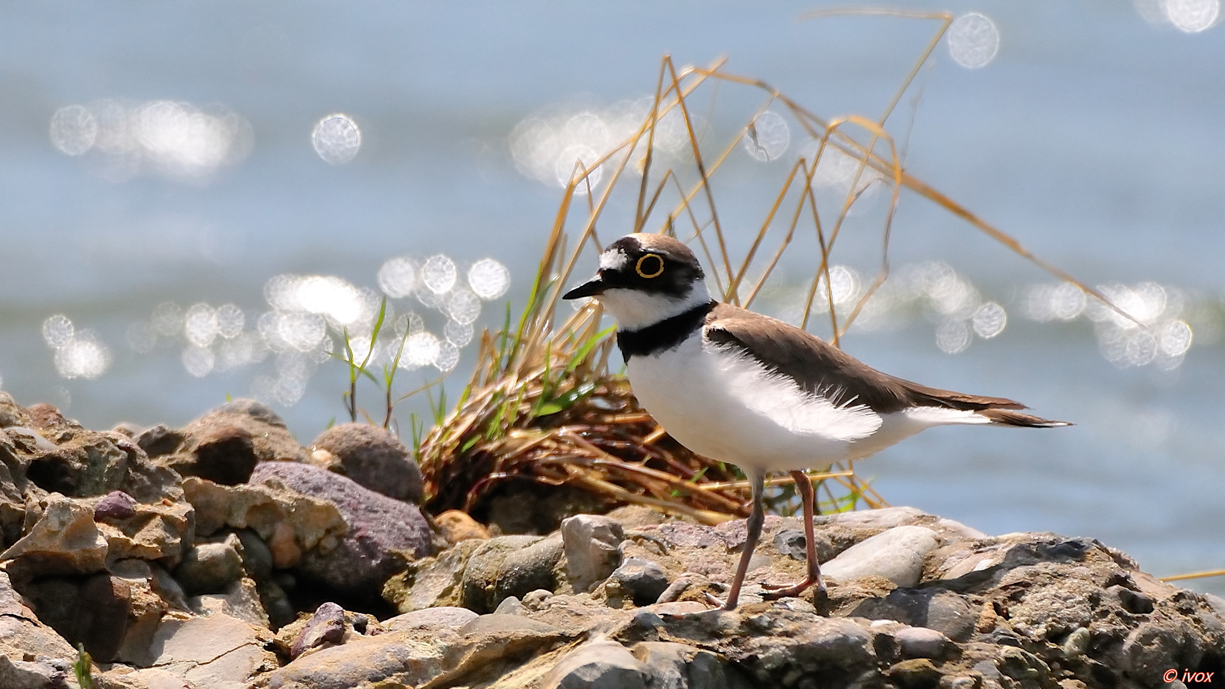 little Ringed Plover