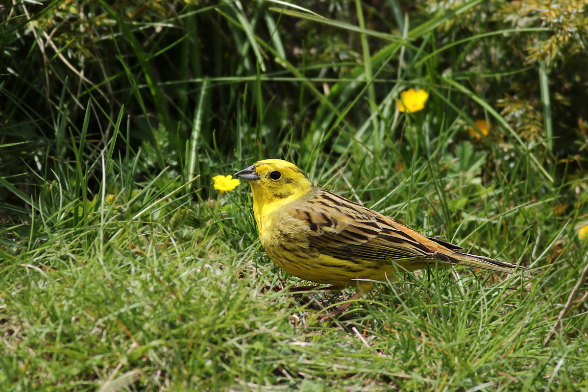 Set yellow bunting