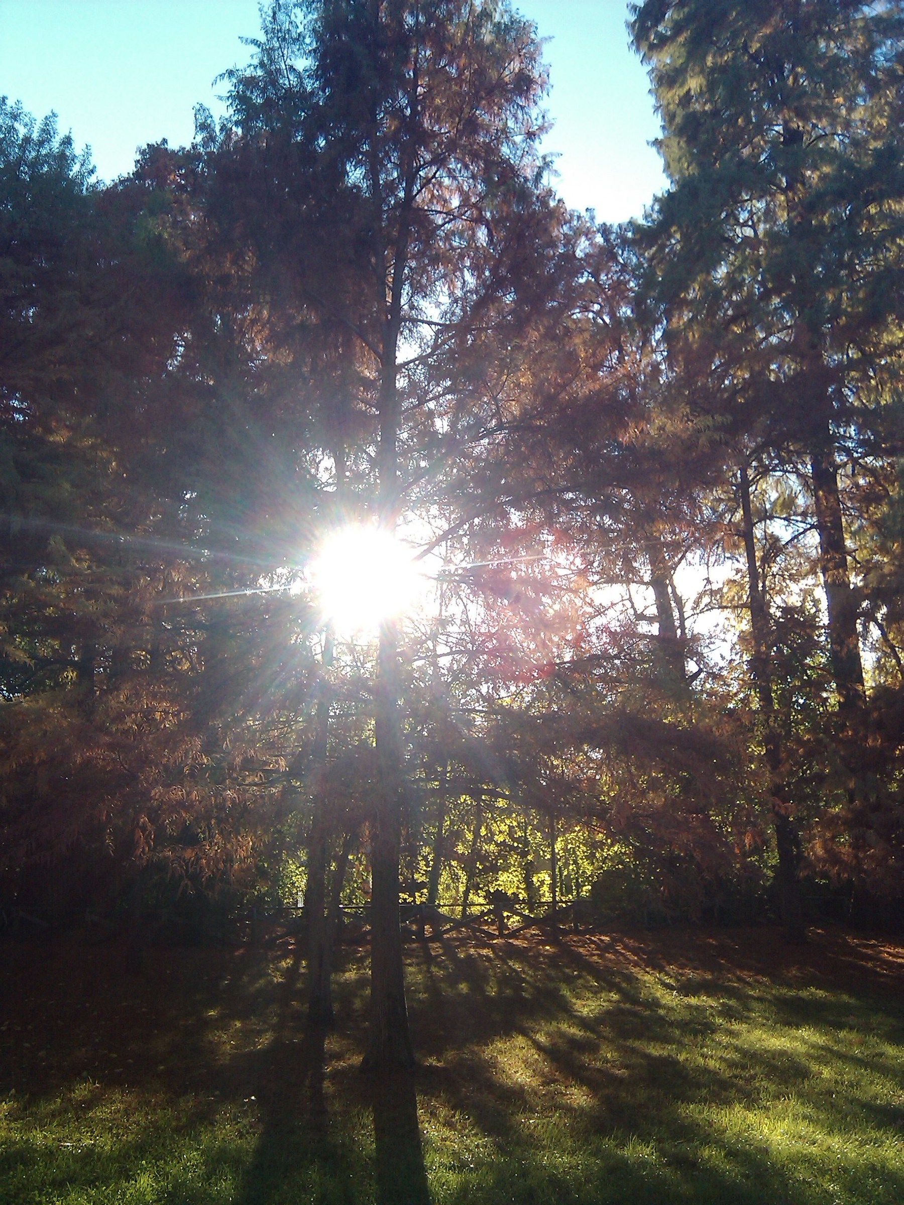 The star behind the trees