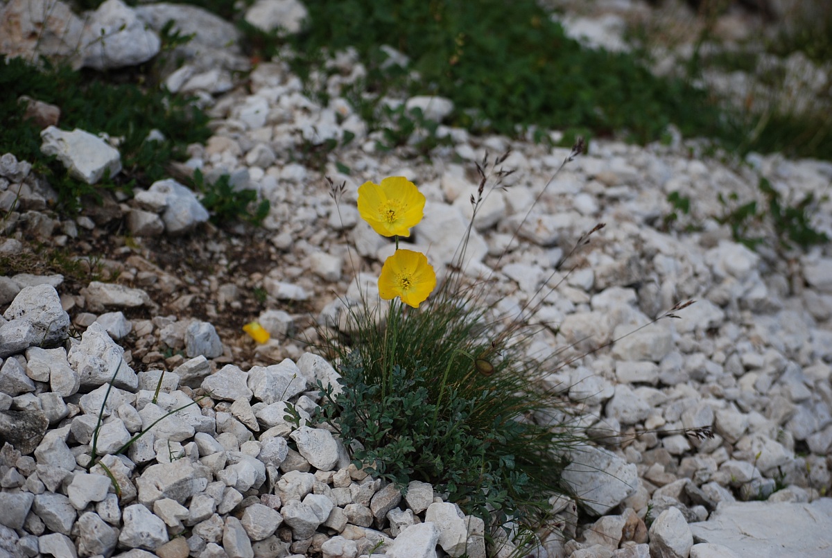 bellezza e asprezza!