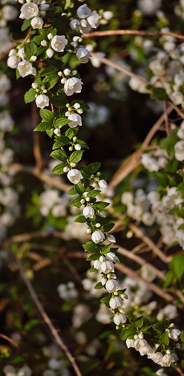 angel flowers