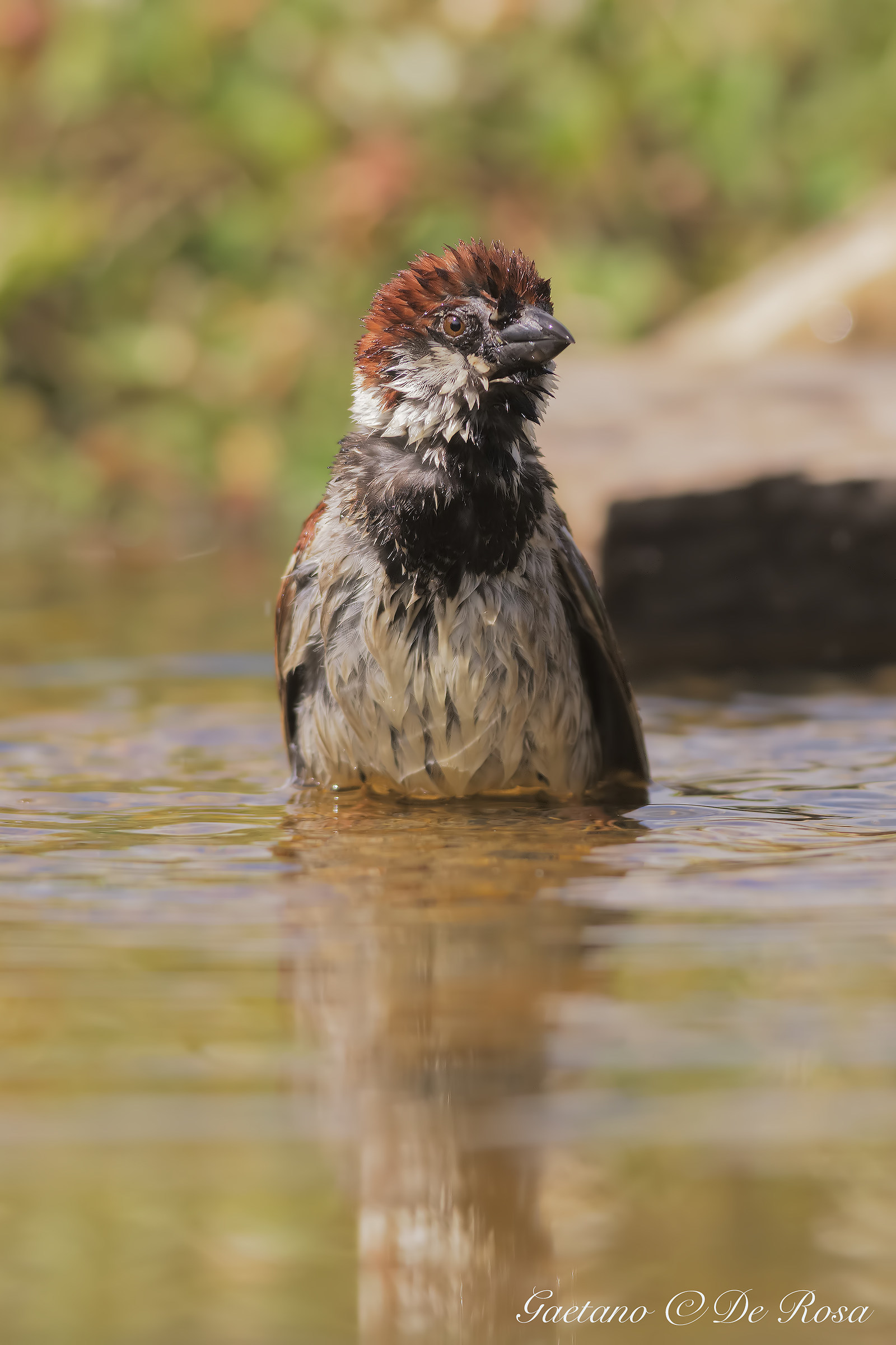 A simple sparrow .... Pank