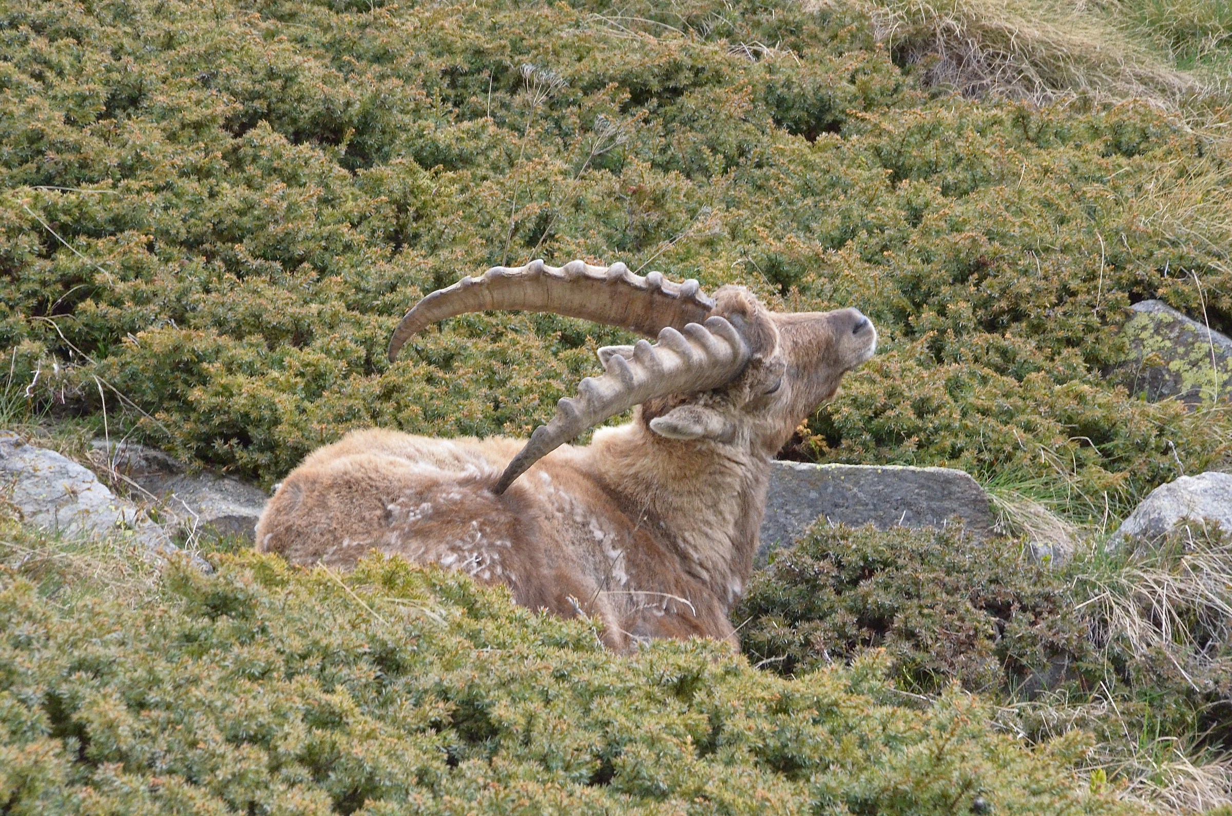 Grattatina alla schiena
