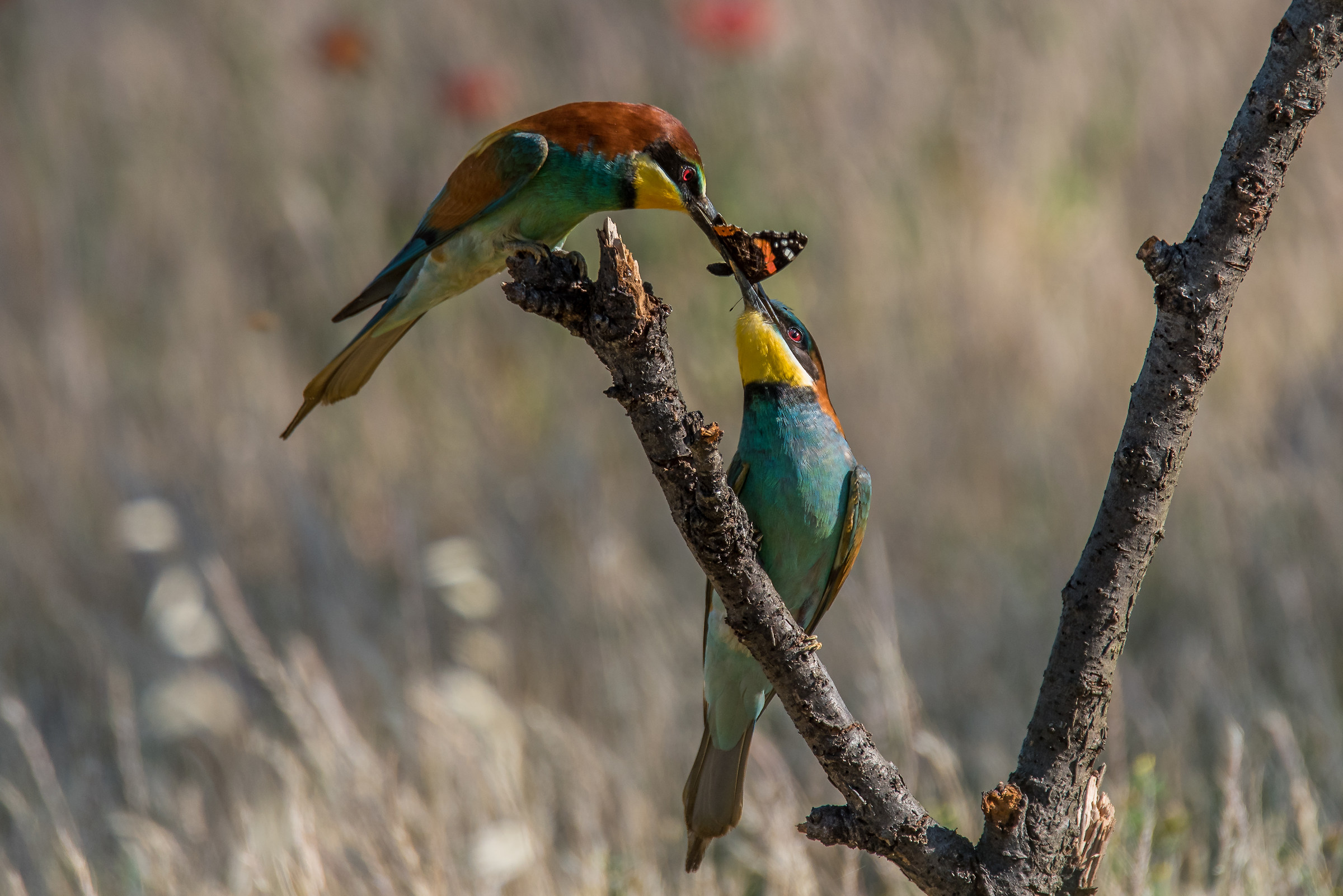Bee-eaters - food Trading ...