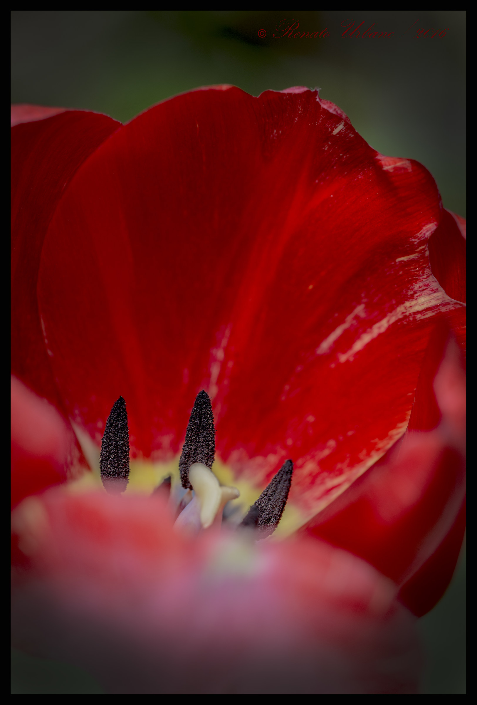Stamens and pistils - Tulip
