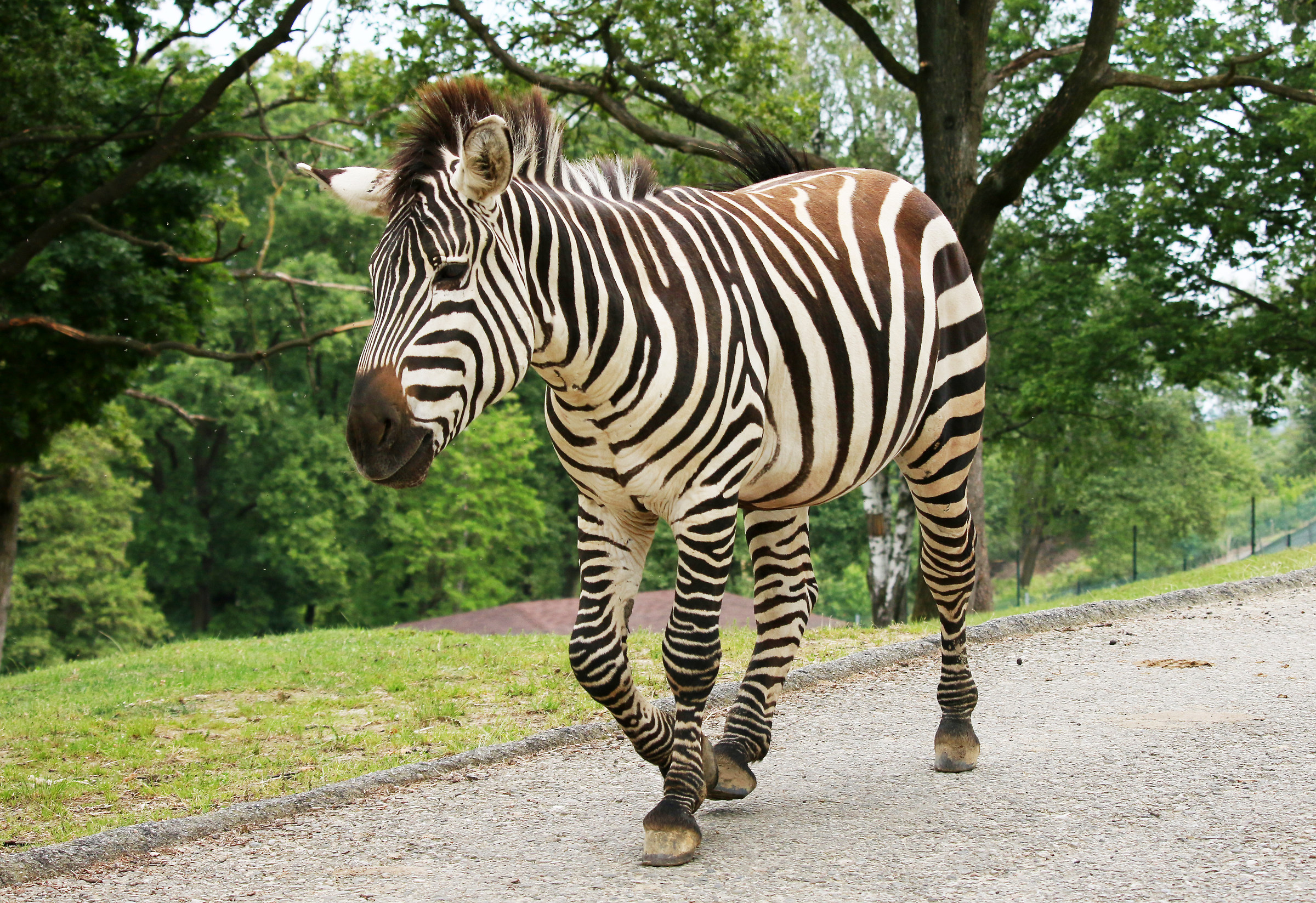 Zebra