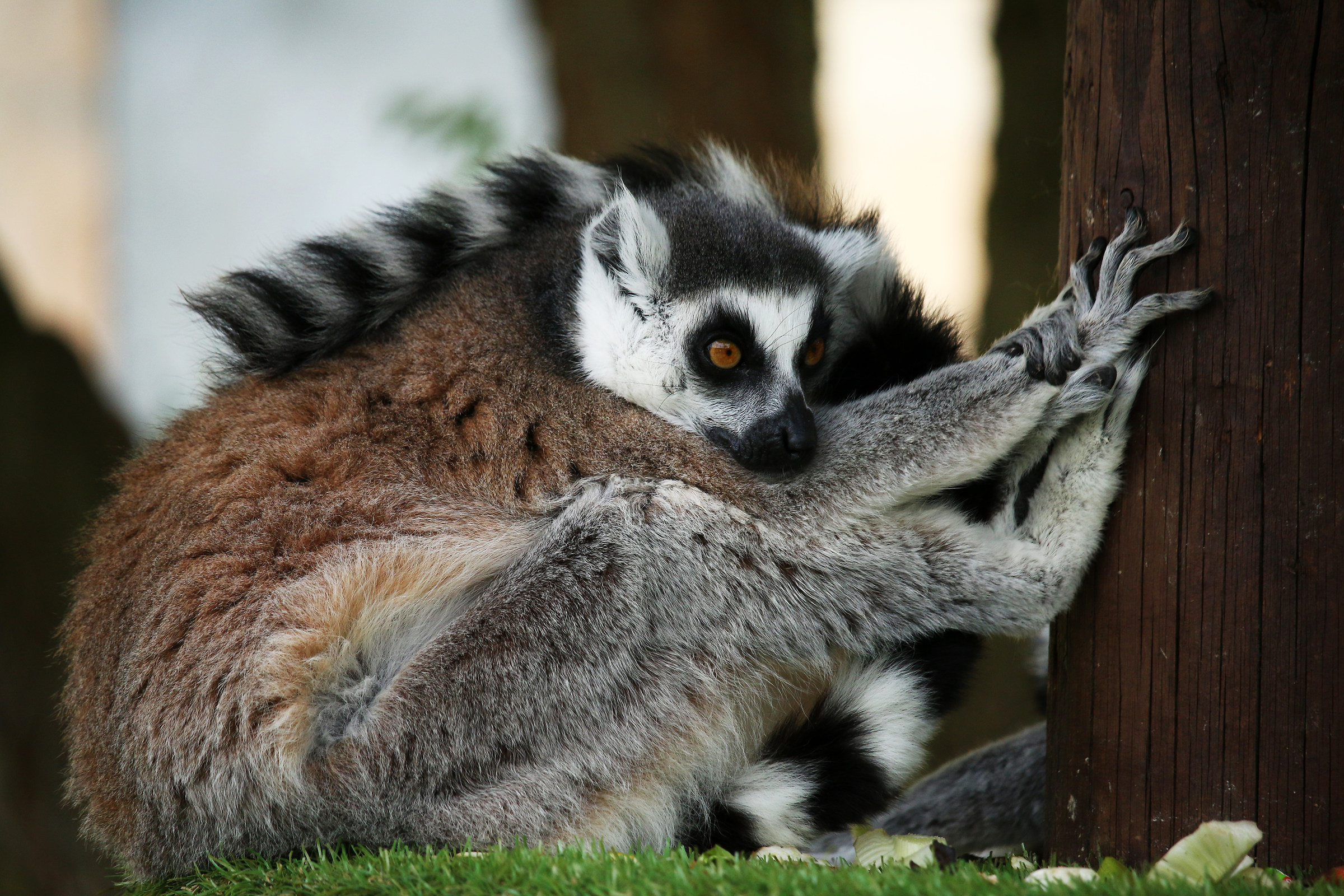 Lemur
