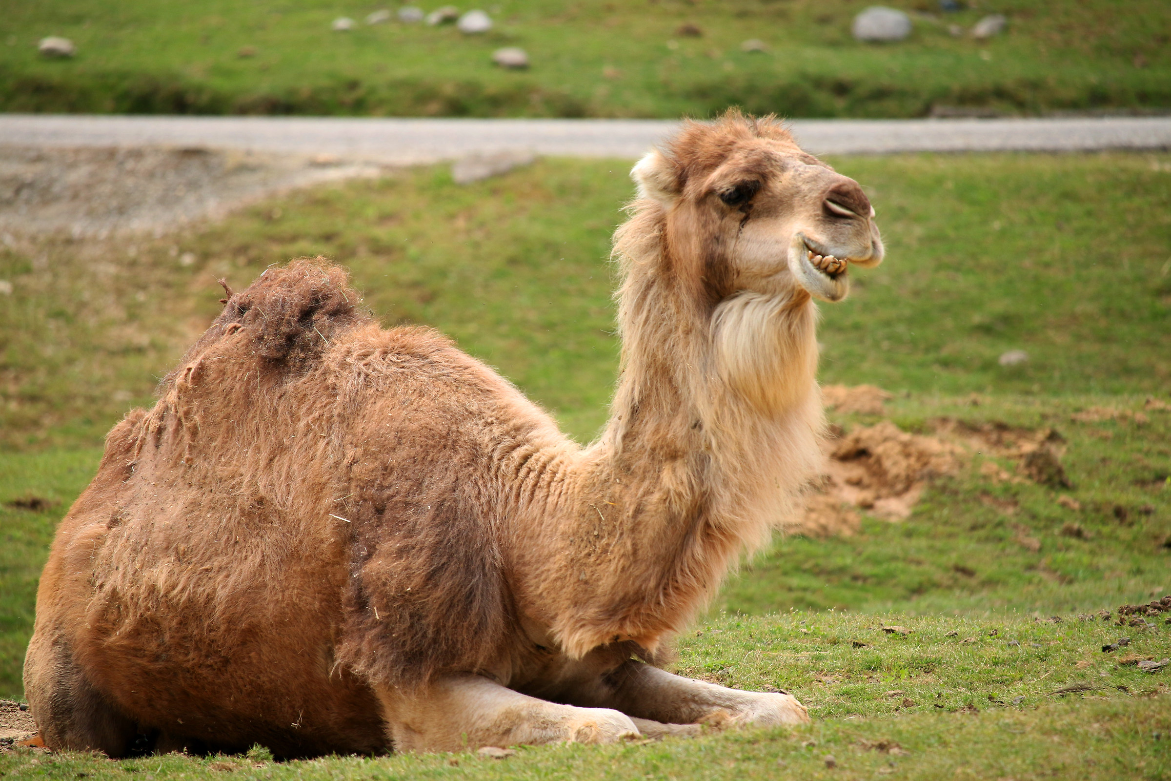 dromedary