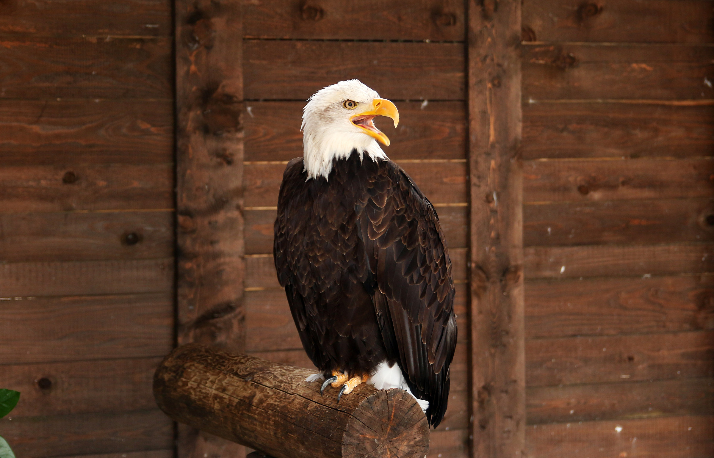 Sea Eagle testabiancha