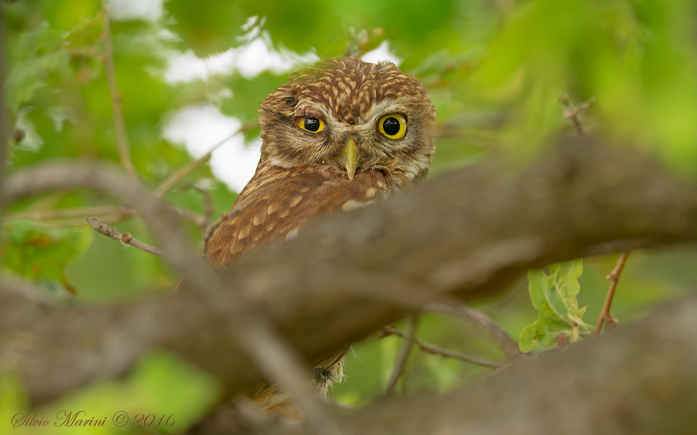 Civetta (Athene noctua)