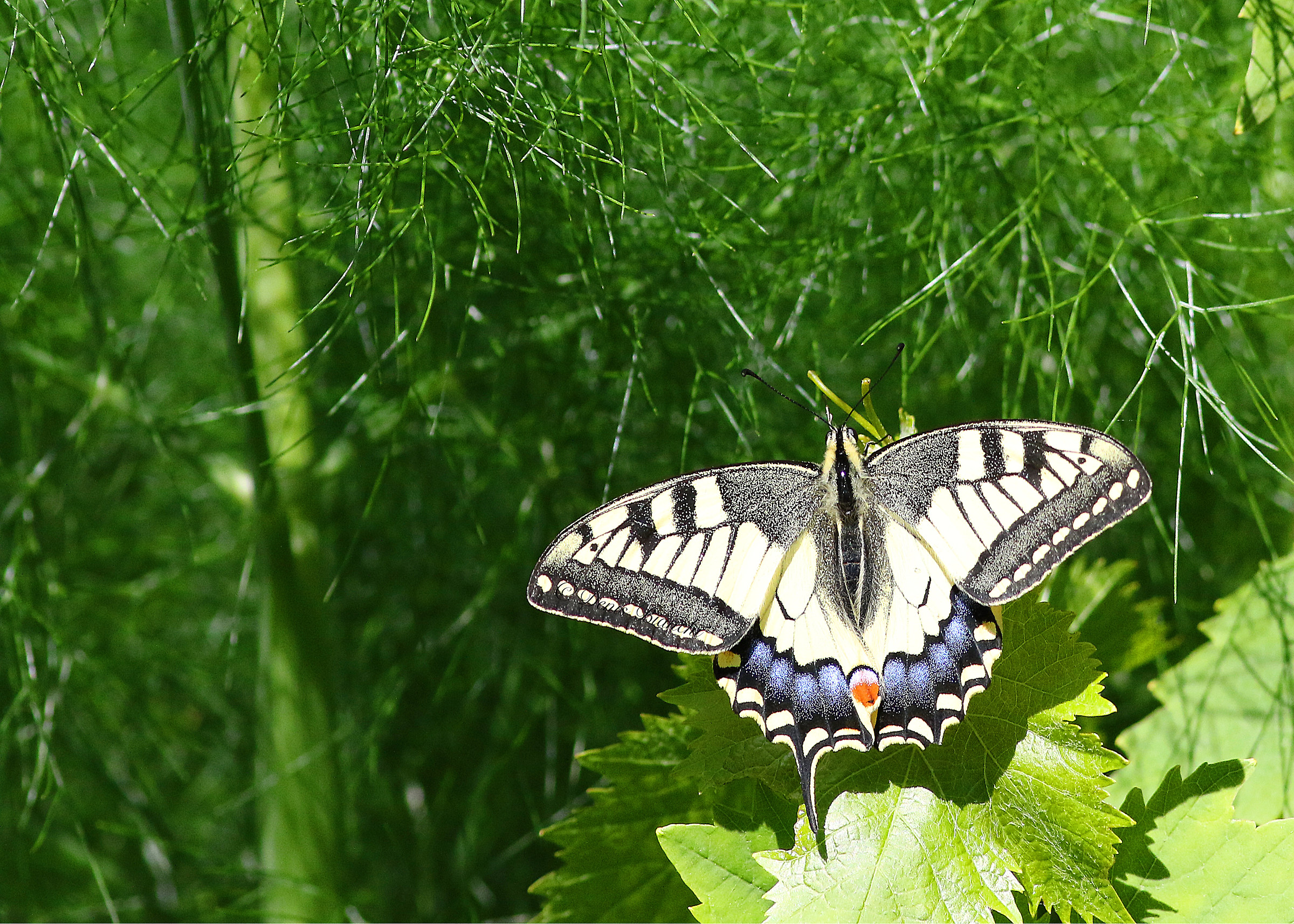 swallowtail