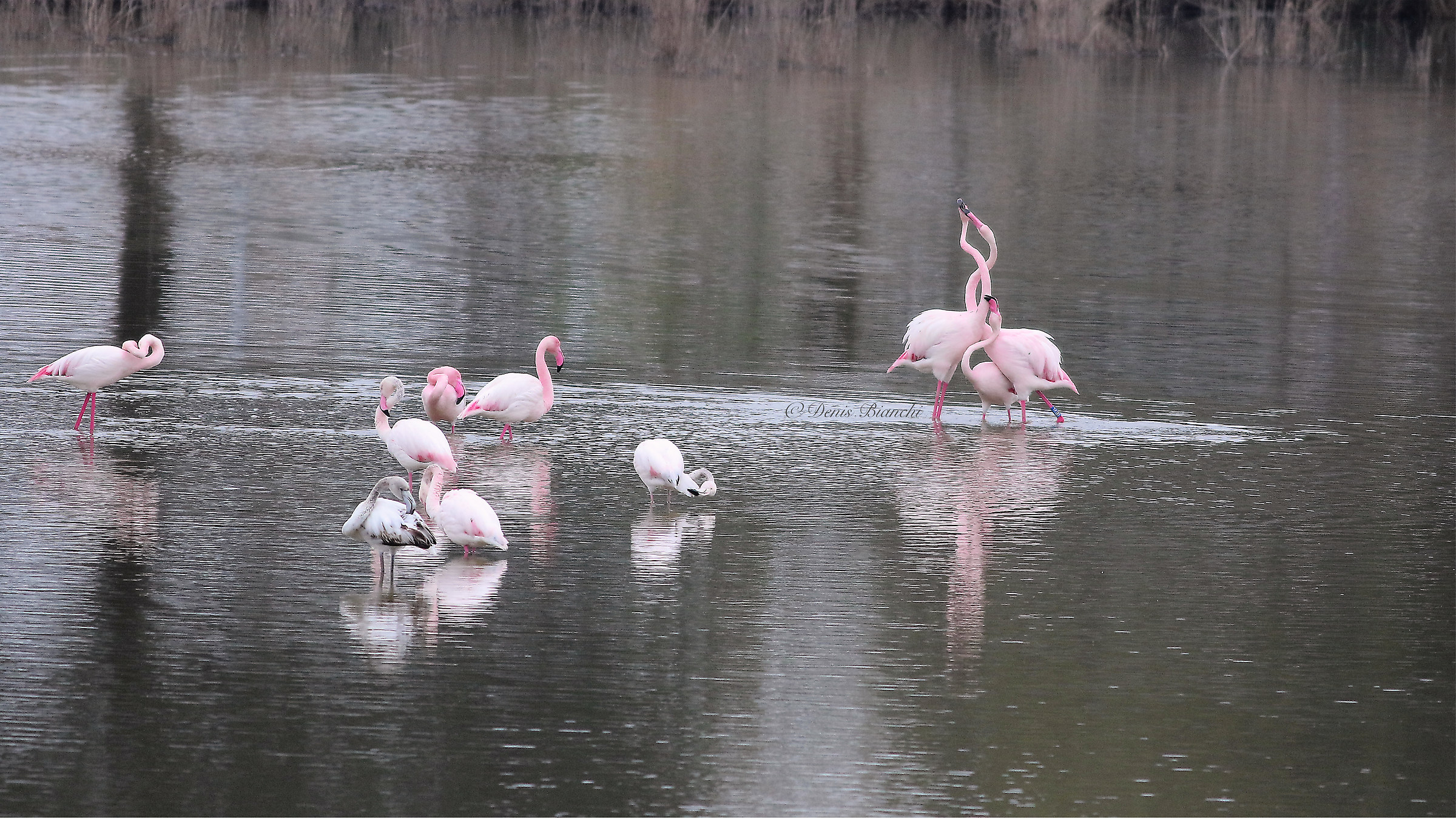 Pink flamingos