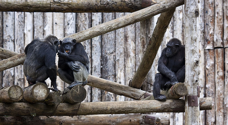 Hai Sentito Di Quello Li...???