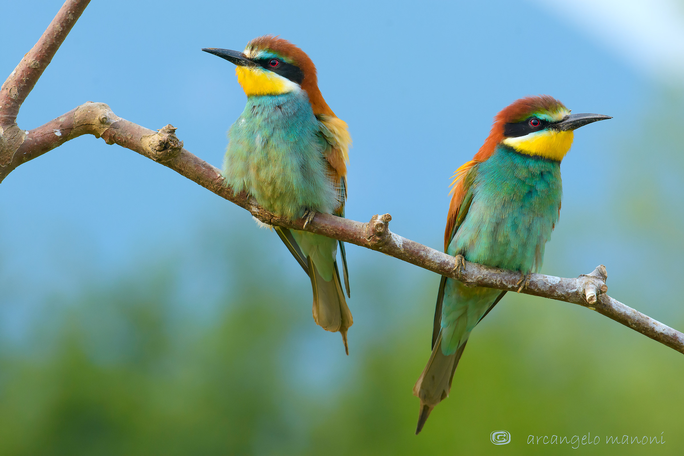Sguardi contrapposti