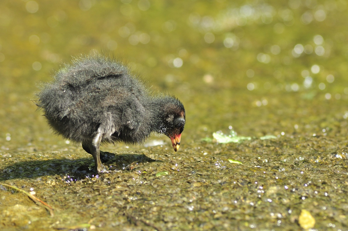 small moorhen