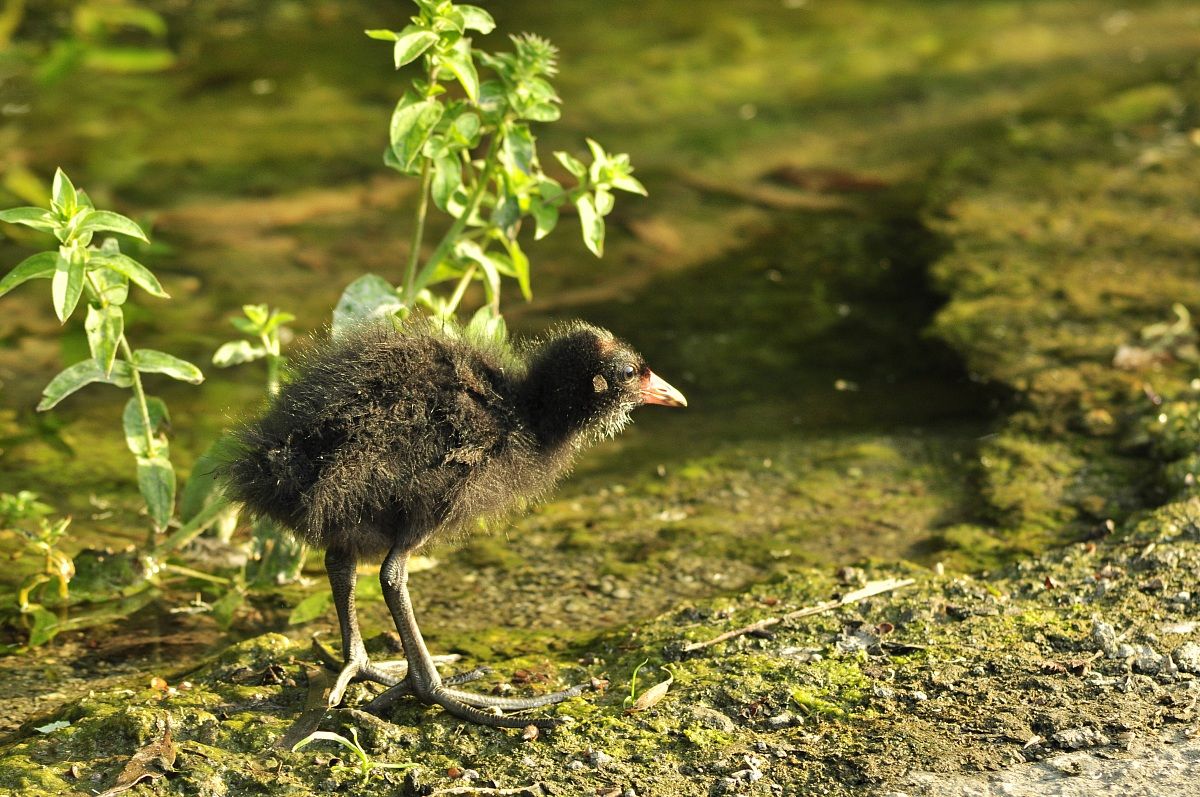 small moorhen