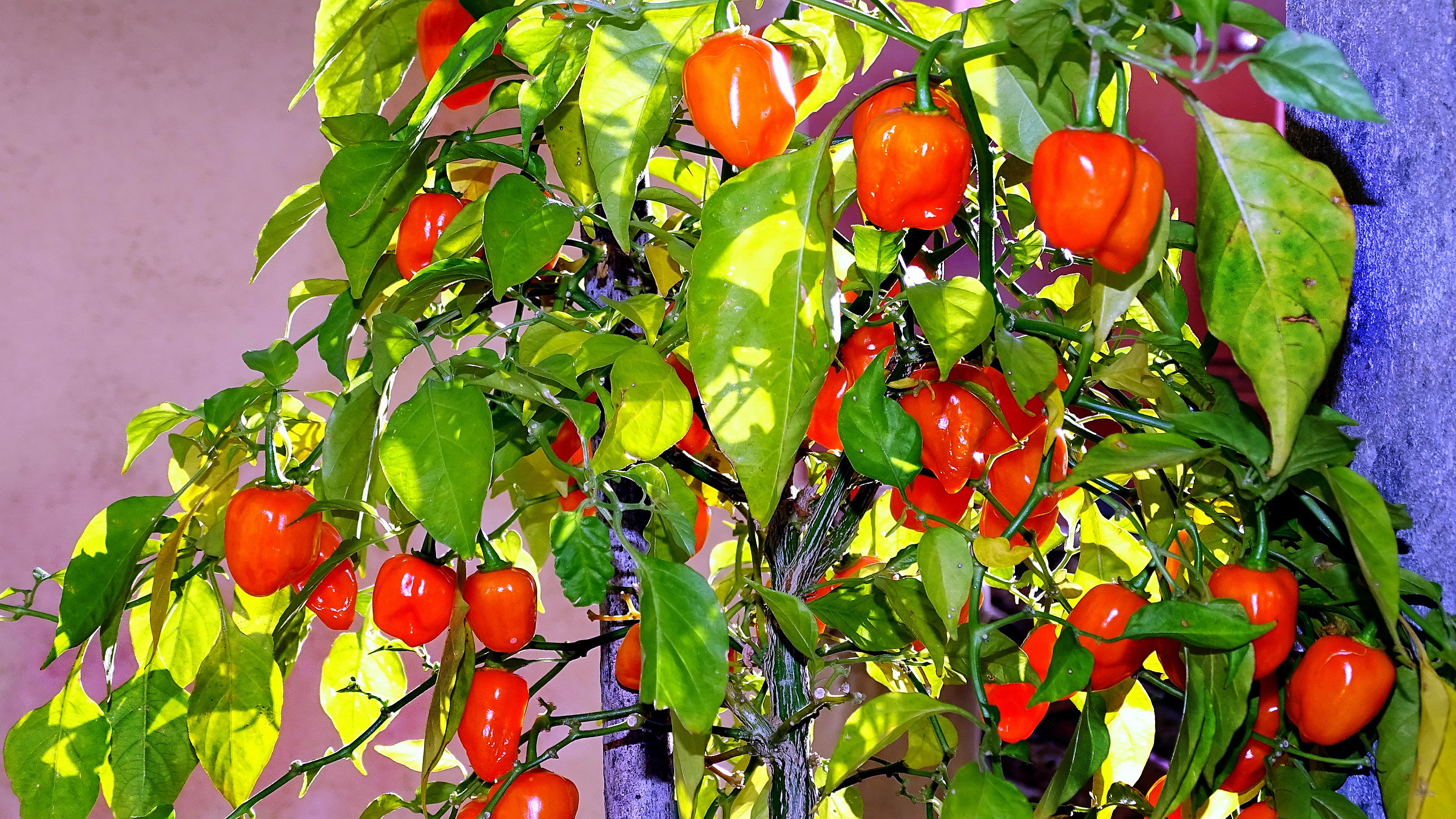 my orange habanero hot pepper