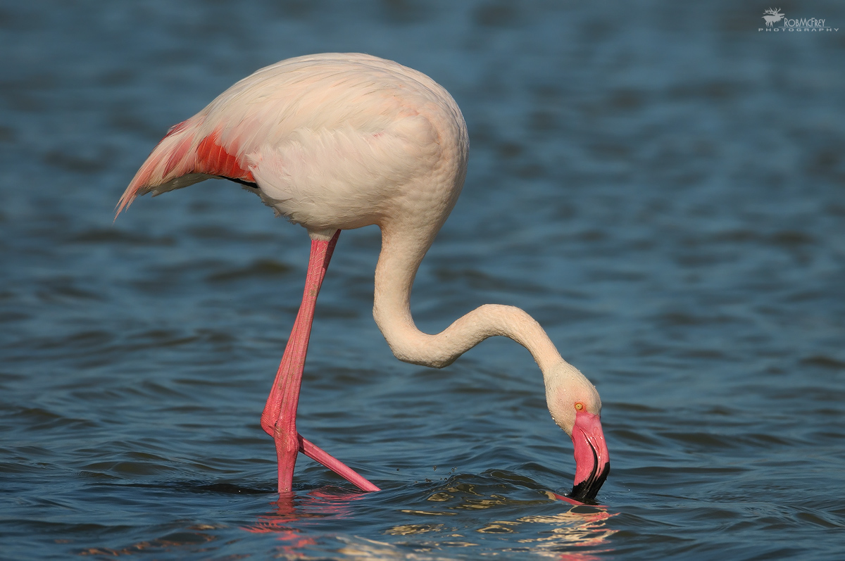 Pink flamingo